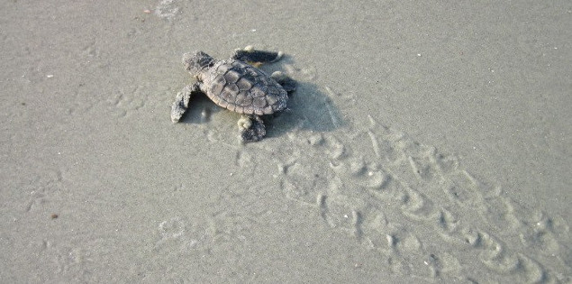 turtle walk
